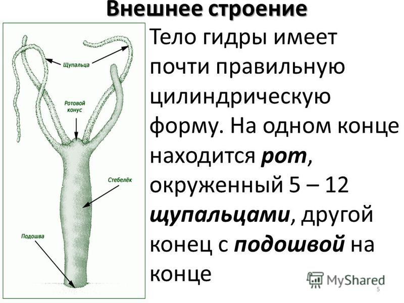 Что такое кракен шоп